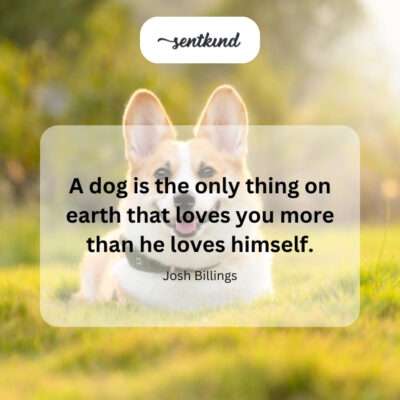  Dog looking lovingly at owner.
