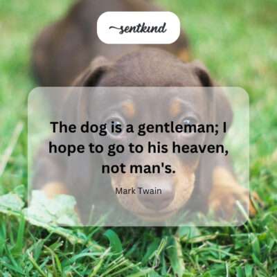 Elegant dog sitting politely.