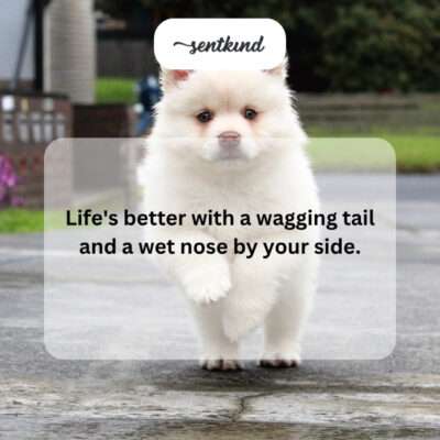 Happy dog with wagging tail.