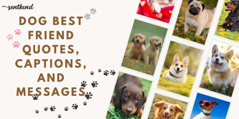 dog best friend quotes