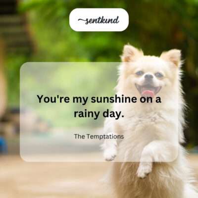 A dog playing happily in a sun-drenched park.