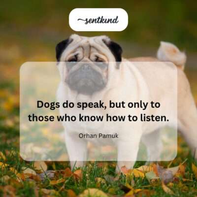 Dog with an attentive expression.