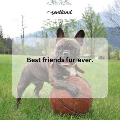Two dogs playing together.