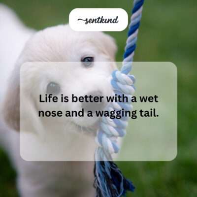 Dog with a happy, wagging tail.