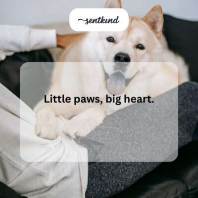 Small dog with sweet expression.
