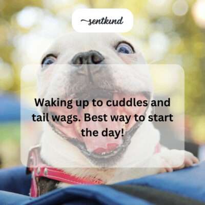 Dog giving morning cuddles.