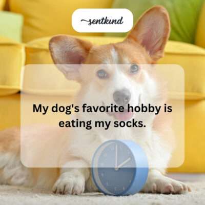  A dog playfully chewing on a sock.