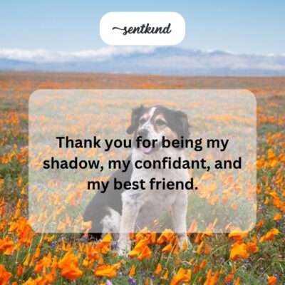 Dog following owner closely.