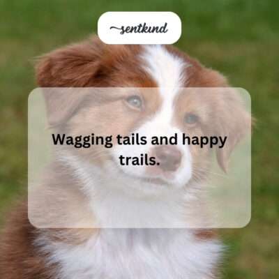 Dog adventuring on a trail.